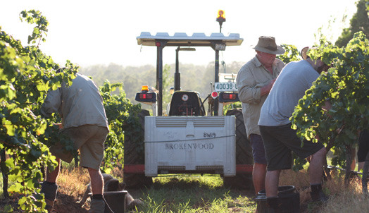 Brokenwood Wines harvest, Hunter Valley