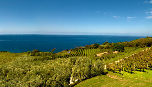 Vineyard of Sangiovanni at Cilento