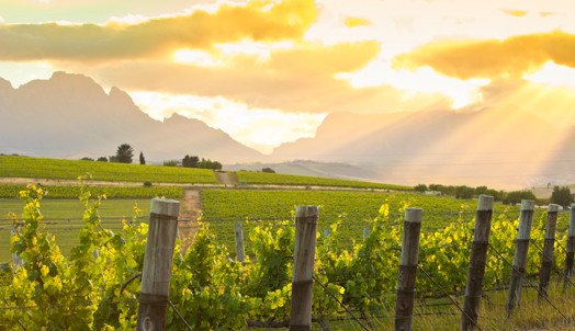 Stellenbosch Landscape