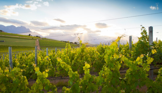 Stellenbosch Vineyard