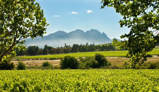 Stellenbosch Vineyard