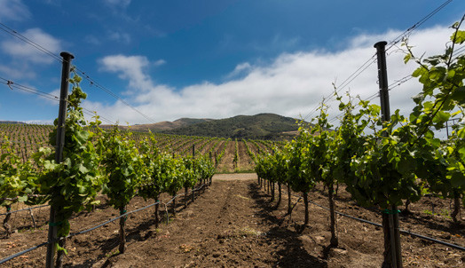 Smoke Estate Vineyards, Santa Rita Hills, Santa Barbara