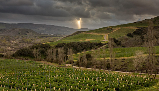 Smoke Estate Vineyards, Santa Rita Hills, Santa Barbara