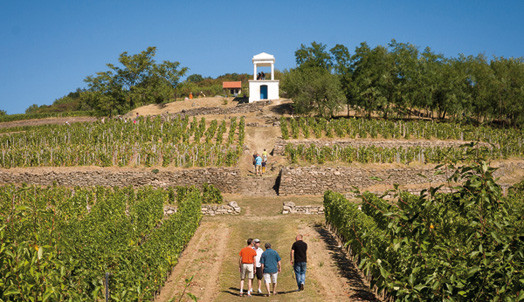 Vineyard at Tokaj