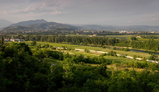 vineyards of Masi at Valpolicella