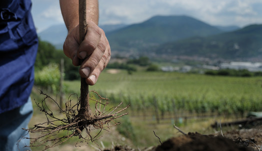 planting vine at Masi at Valpolicella