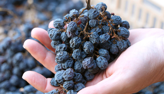 dried grapes for Amar at Allegrini Valpolicella.jpg