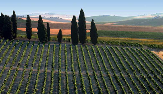 vineyards at Jerez de la Frontera