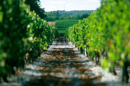 bordeaux vineyard