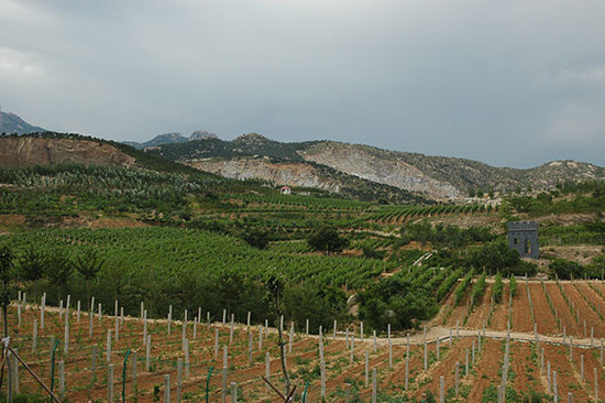 Nearly 30 years old vine in Shacheng, Hebei