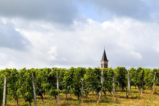 vineyard in Cahors © UIVC