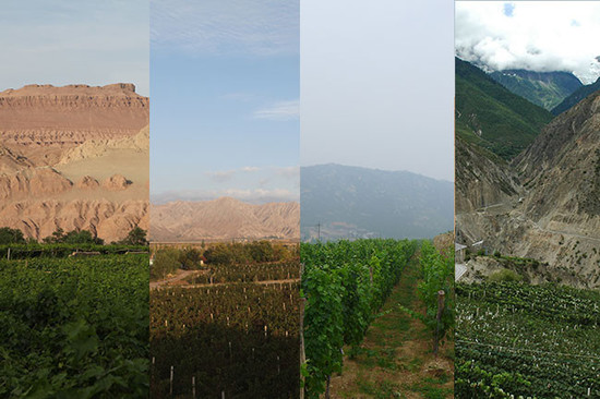 Image: vineyards in Xinjiang, Ningxia, Shandong and Yunnan, credit LI Demei