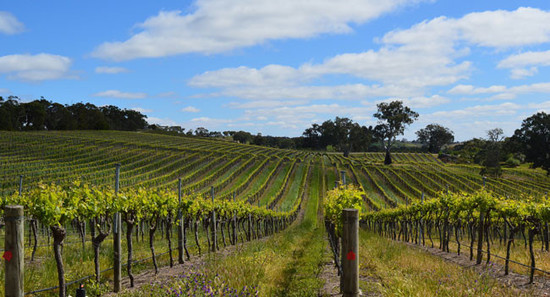 Image: Eden Valley vines in Barossa, credit Chris Mercer