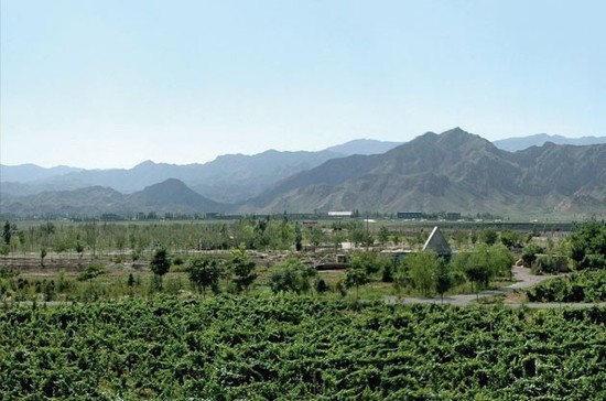 Ningxia has been tipped as China's most promising fine wine region