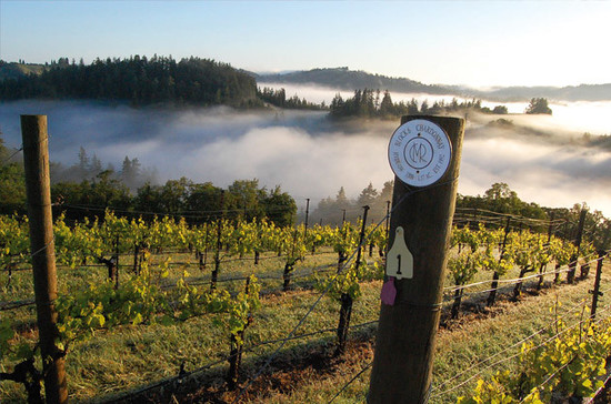 Vineyard at Sonoma country, California, USA