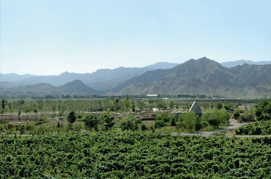 Vineyards in Ningxia