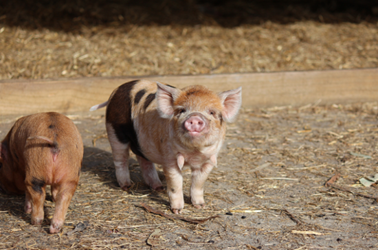 Kunekune pigs at Yealands