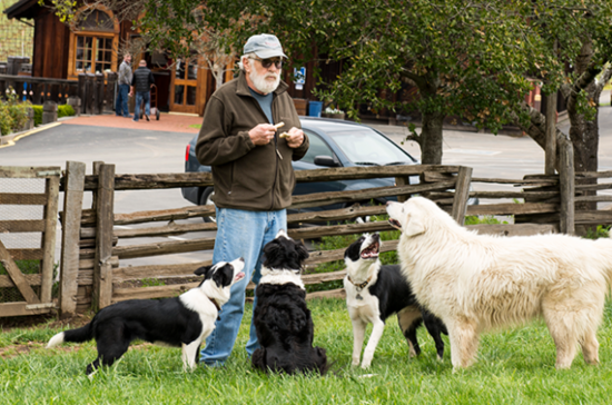 Dogs at Navarro Vineyards