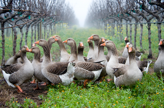 Geese at Navarro Vineyards