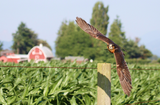 Falcon at Californian vineyards