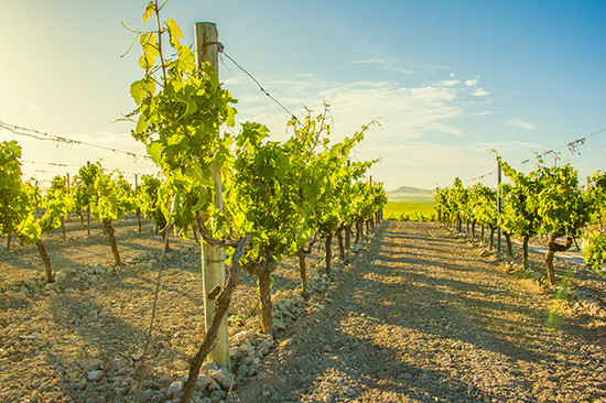 Vineyards at Jerez, credit Ramiro Ibanez