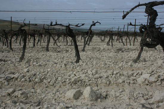 Palomino in albariza soils, credit Andrew Jefford