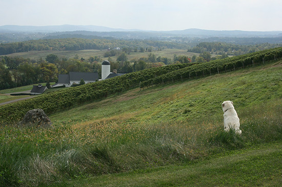 Virginia vineyard, credit Andrew Jefford