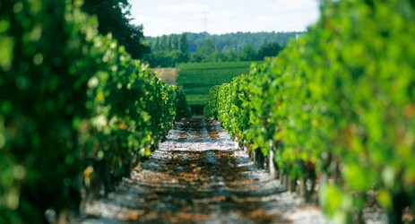 Image: Graves vineyard, Bordeaux