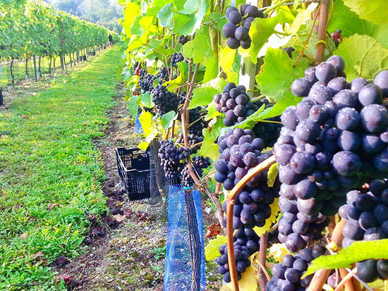 Image: Hattingley Valley Hampshire grapes vineyard, United Kingdom, credit Decanter