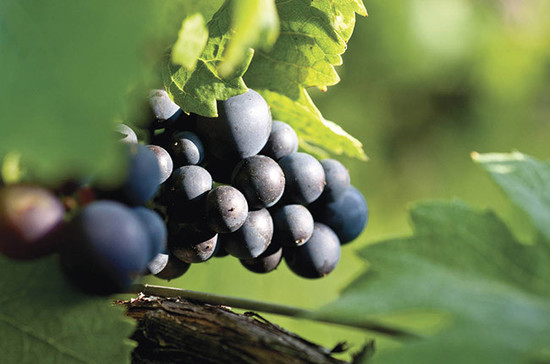 Image: Pinot Noir grape, credit Decanter