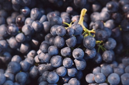 Syrah grapes