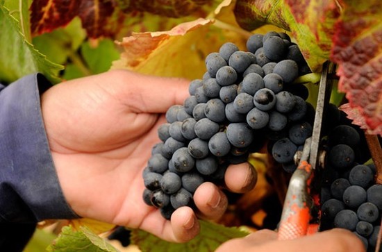 Image：Chilean vineyard, credit Decanter