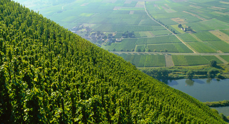 Image: Mosel vineyards