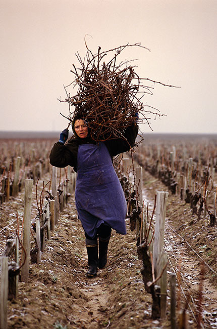 Mick Rock, Collecting Cabernet Sauvignon. Credit: Mick Rock