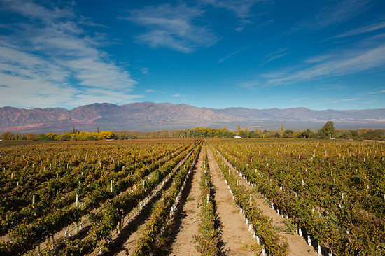 Image: Vineyards in Cafayate, Argentina, credit Decanter