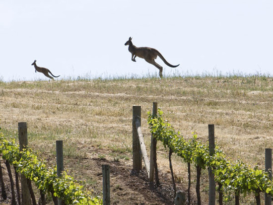 Image: Kangaroos at Penfolds vineyard, credit Penfolds
