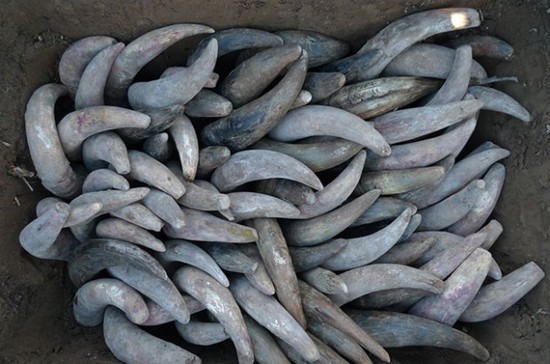 Image: in the biodynamic Preparation 500 (horn manure), cow horns are packed with dung and buried for six months, credit Decanter