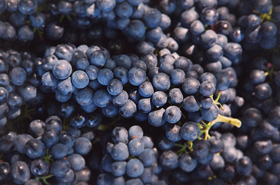 Image: Syrah, credit Decanter