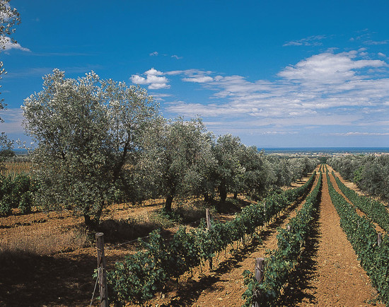 Sassicaia Mandrioli Vineyard © Sassicaia