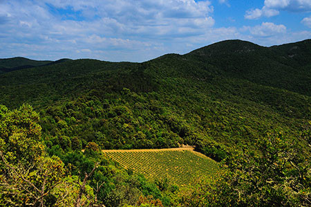 Sassicaia Castiglioncello Vineyard © Sassicaia