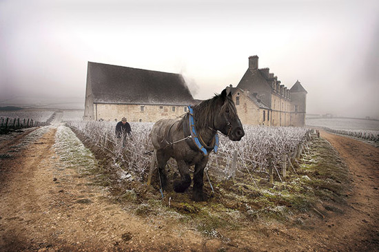 Image: January 2015: Clos de Vougeot, Cote de Nuits