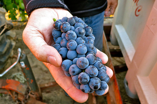 Image: Zinfandel, credit Decanter