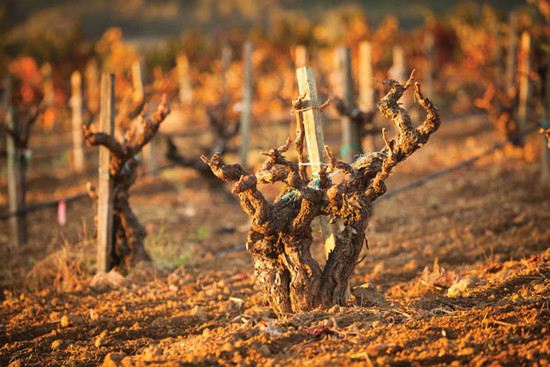 Image: Alexander Valley old vine Zinfandel