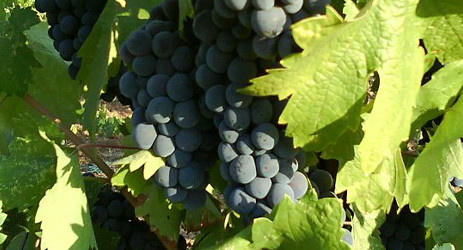 Image: Zinfandel