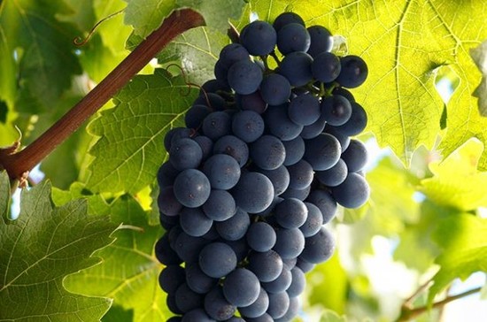 Image: Cabernet Sauvignon