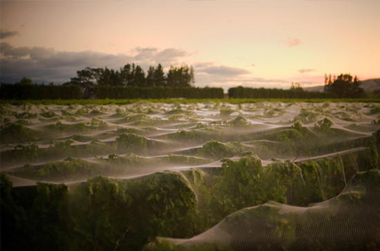 Image: Netted Sauvignon Blanc vines