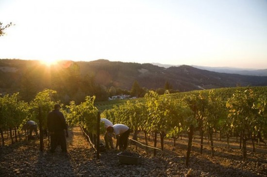 Image: Napa Valley harvest, credit Decanter