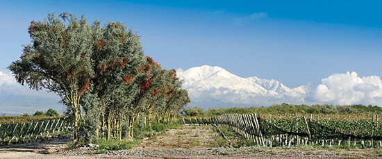 马西林园酒庄(Masi's La Arboleda,图蓬加托山谷(Tupungato)