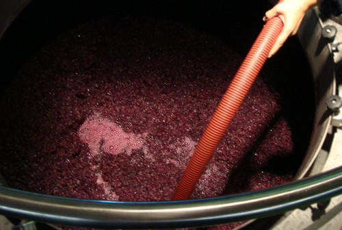 Wine-fault-yeast