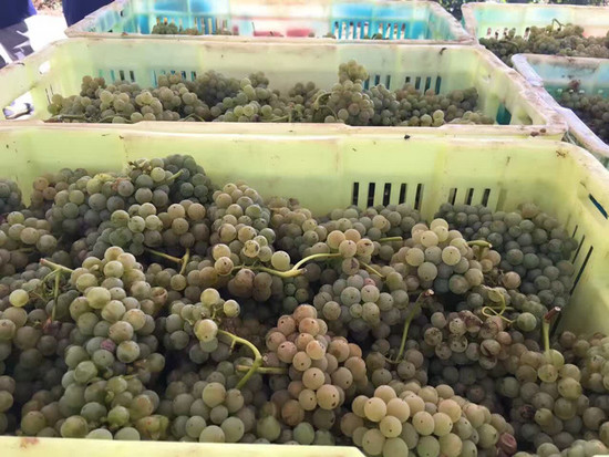 Image: White grape harvest at Kanaan Winery, credit Wang Fang